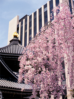 六角堂の桜