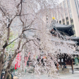 六角堂の桜・開花情報の画像